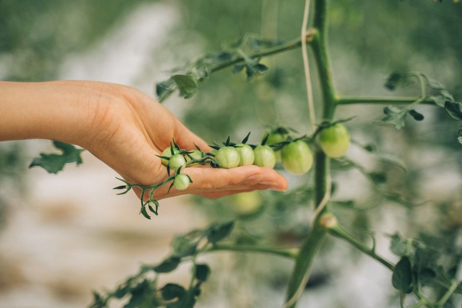 La importancia de los suministros agrícolas orgánicos en la agricultura moderna