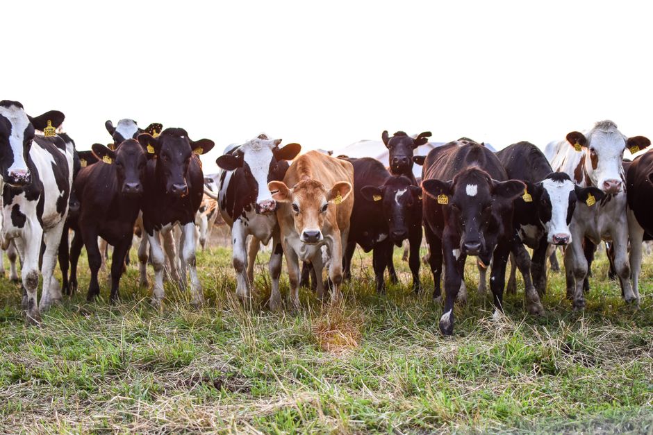 supplier of livestock feed