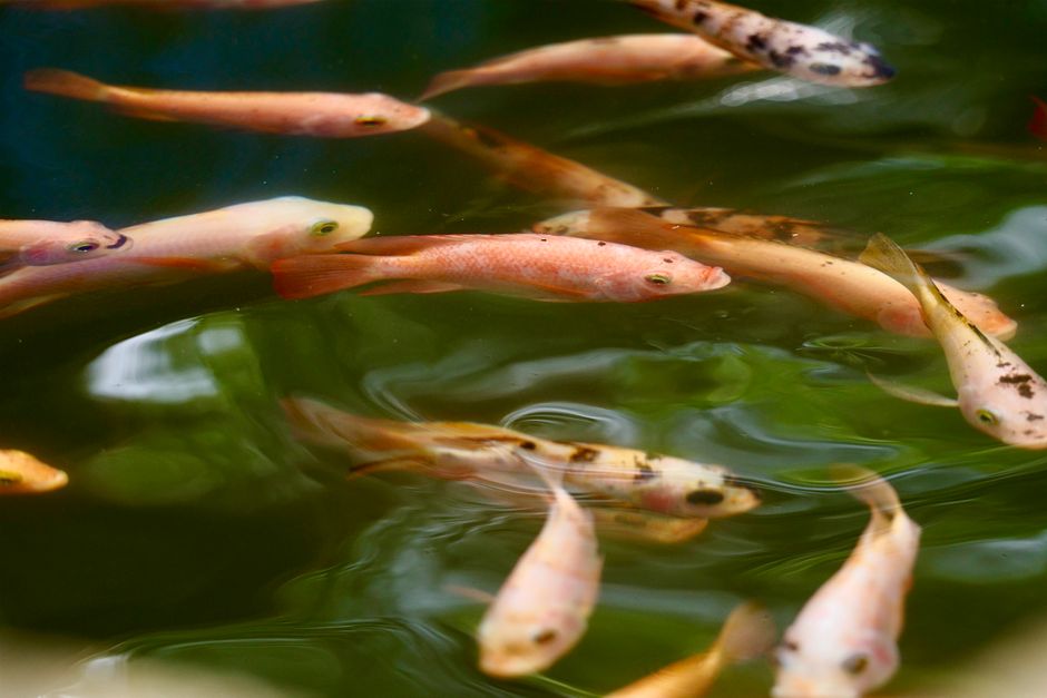 Harnessing Nature: The Benefits of an Aquaponics Kit for Sustainable Farming