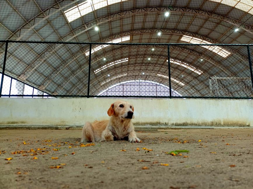 Finding the Perfect Pet Boarding Facility for Your Furry Friends