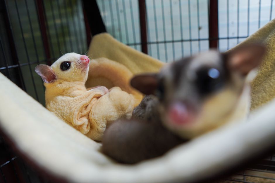 エキゾチック ペットショップ