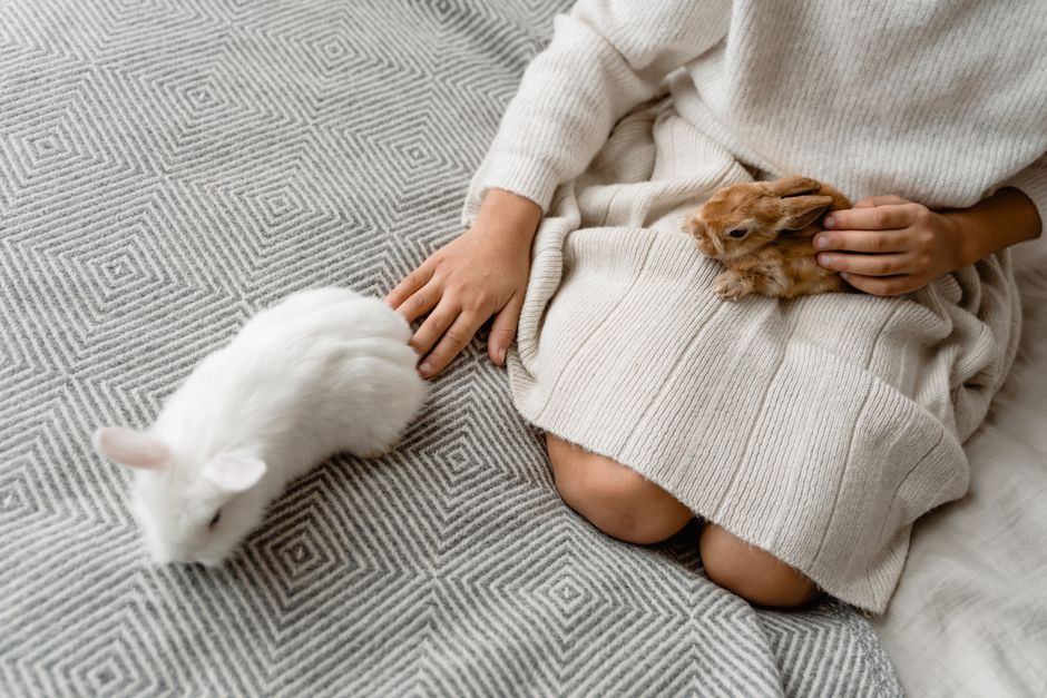 La importancia del seguro para mascotas en la vida moderna