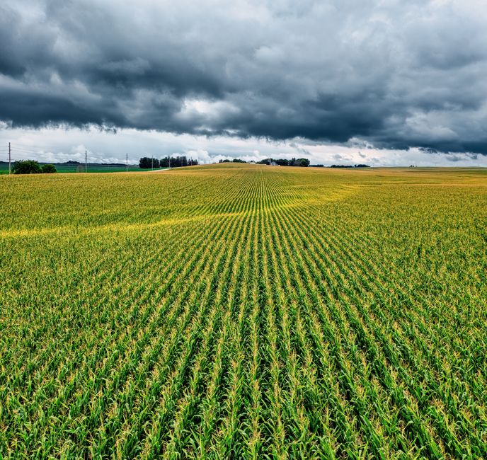 Understanding the Importance of Crop Insurance for Farmers