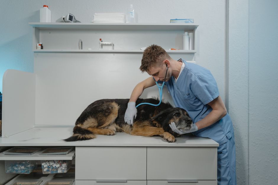 La importancia de una clínica veterinaria en Reserva