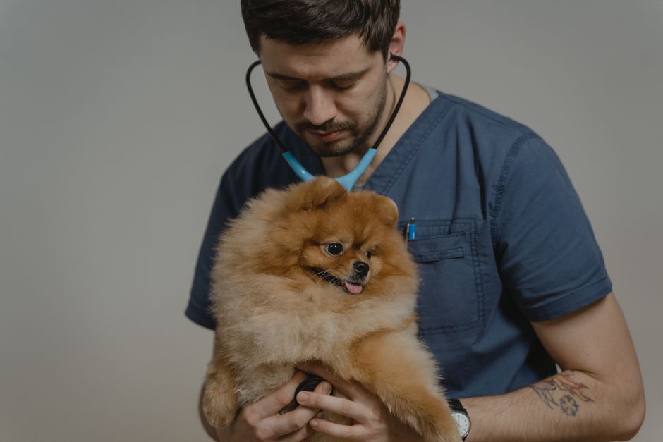 La importancia de elegir la clínica veterinaria adecuada para tu mascota