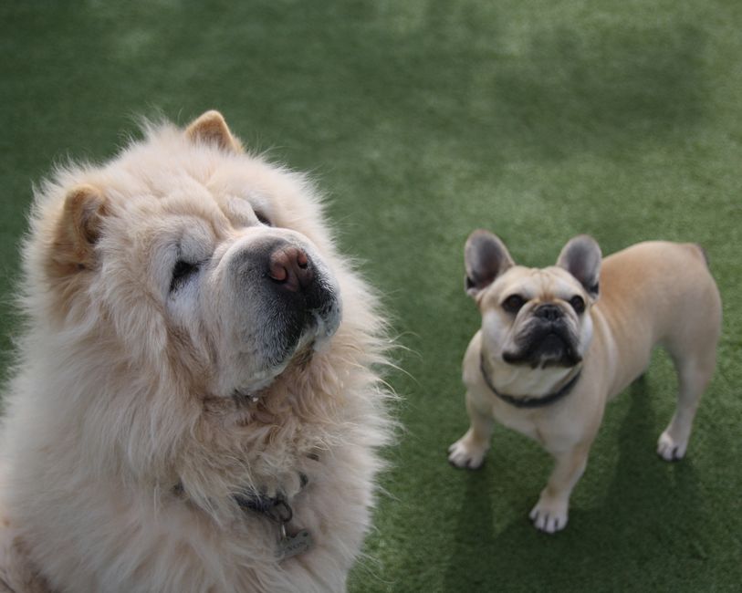 犬の保育園の魅力と選び方