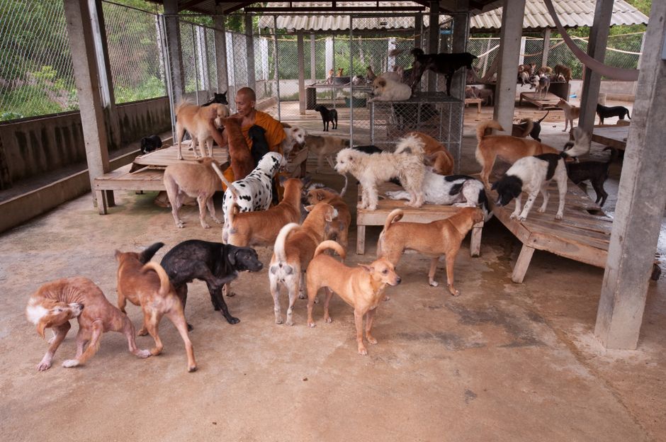 犬の保育園で愛犬を楽しく育てる方法