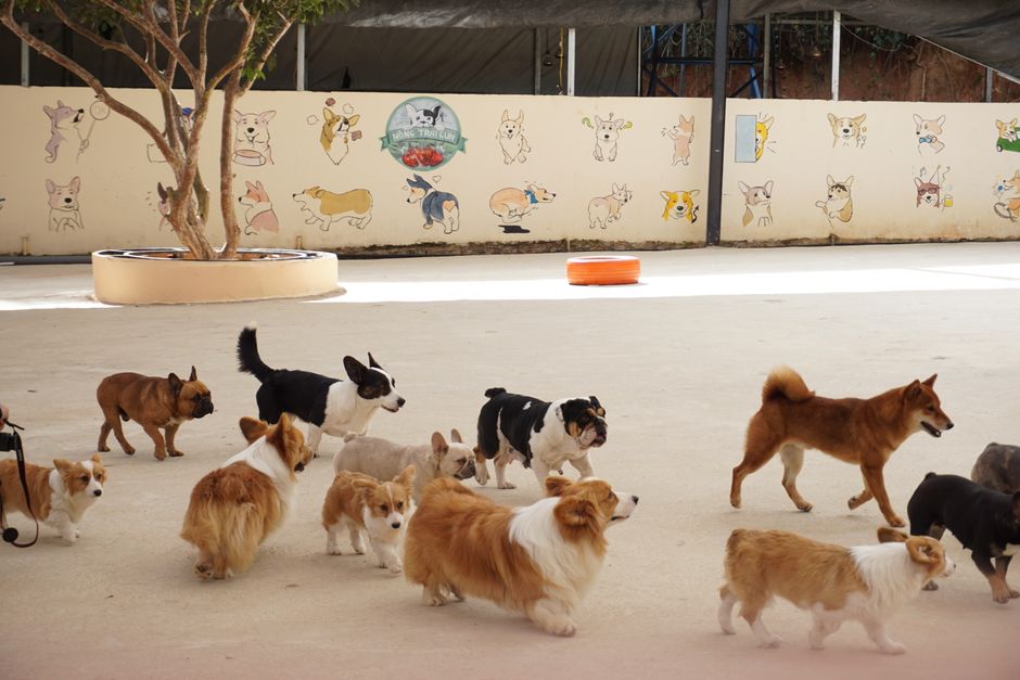 犬の保育園の魅力と選び方